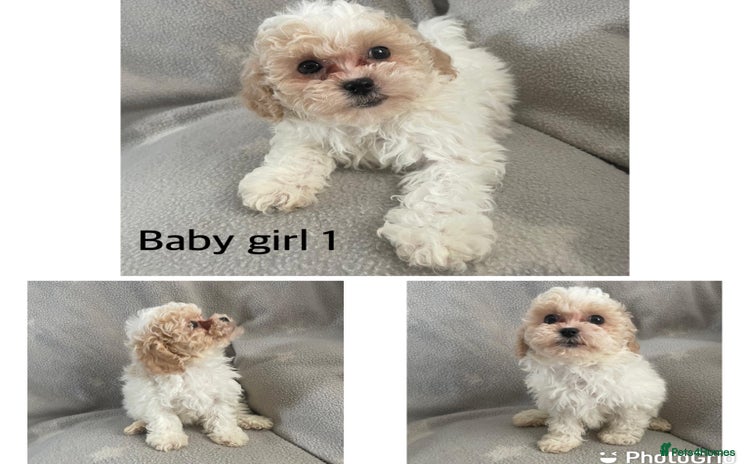 Mixed Breed dogs - Advert 7