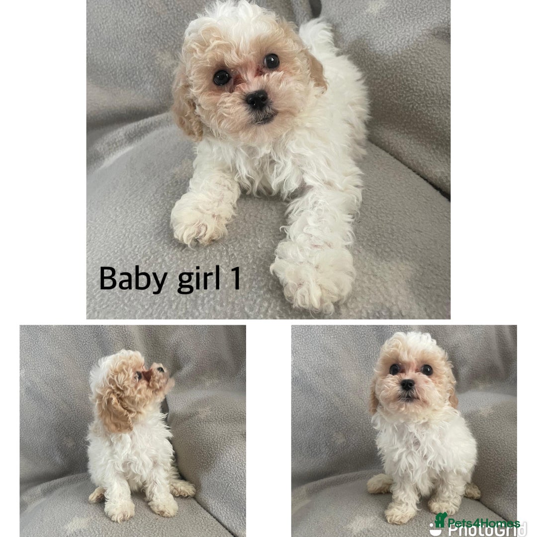 Teacup Maltese Cross Shih Tzu Maltese For Sale Craigslist Shih