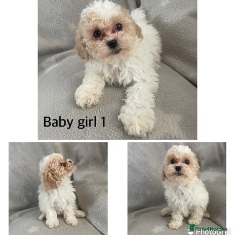 Mixed Breed dogs - Advert 1