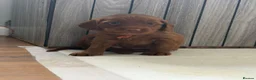 Cockapoo dogs for sale: Show quality litter of F2 cockerpoos 🌈 - Advert 15