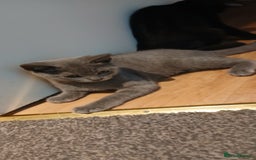 Mixed Breed cats for sale: Kittens for sale for a loving home (open to offers - Image 5