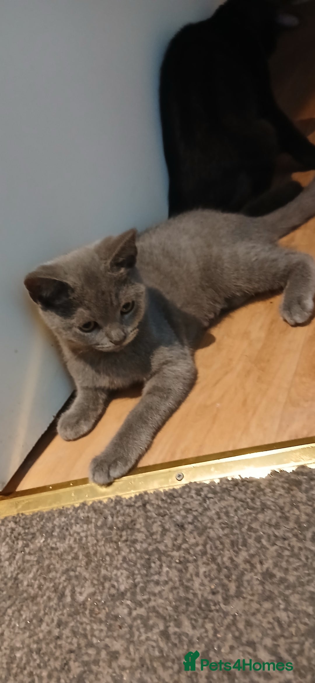 Mixed Breed cats for sale: Kittens for sale for a loving home (open to offers - Image 5