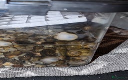 Snails invertebrates for sale: Apple Snails - Image 2