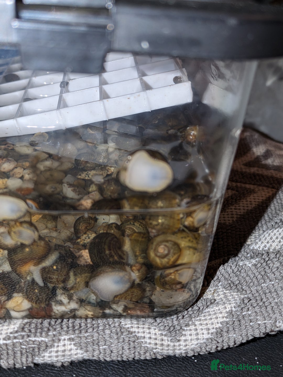 Snails invertebrates for sale: Apple Snails - Image 2