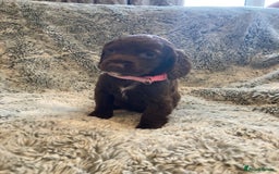 Cocker Spaniel dogs for sale: Beautiful cocker spaniel puppies  - Image 1