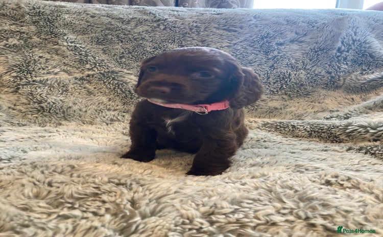 Cocker Spaniel dogs - Advert 5