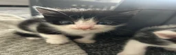 British Shorthair cats for sale: 4 male kittens  - Advert 8