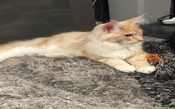 Maine Coon cats for sale: Big girl Maine coon kitten - Image 2