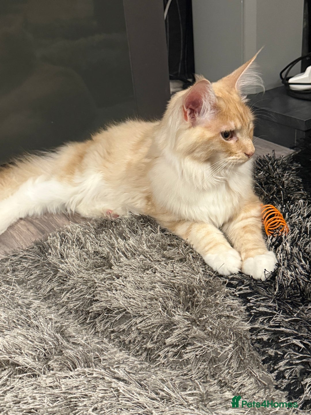 Maine Coon cats for sale: Big girl Maine coon kitten - Image 2
