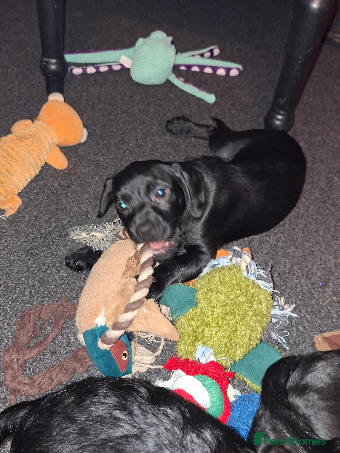 Mixed Breed dogs for sale: Miniature Poodle cross french bulldog puppies  - Advert 7