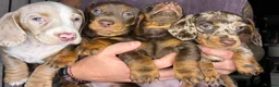 Dachshund dogs for sale: Miniature Dachshund Puppies for sale - Advert 1