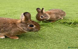 Mixed Breed rabbits for sale: 2 rabbits need a new loving home  - Advert 1