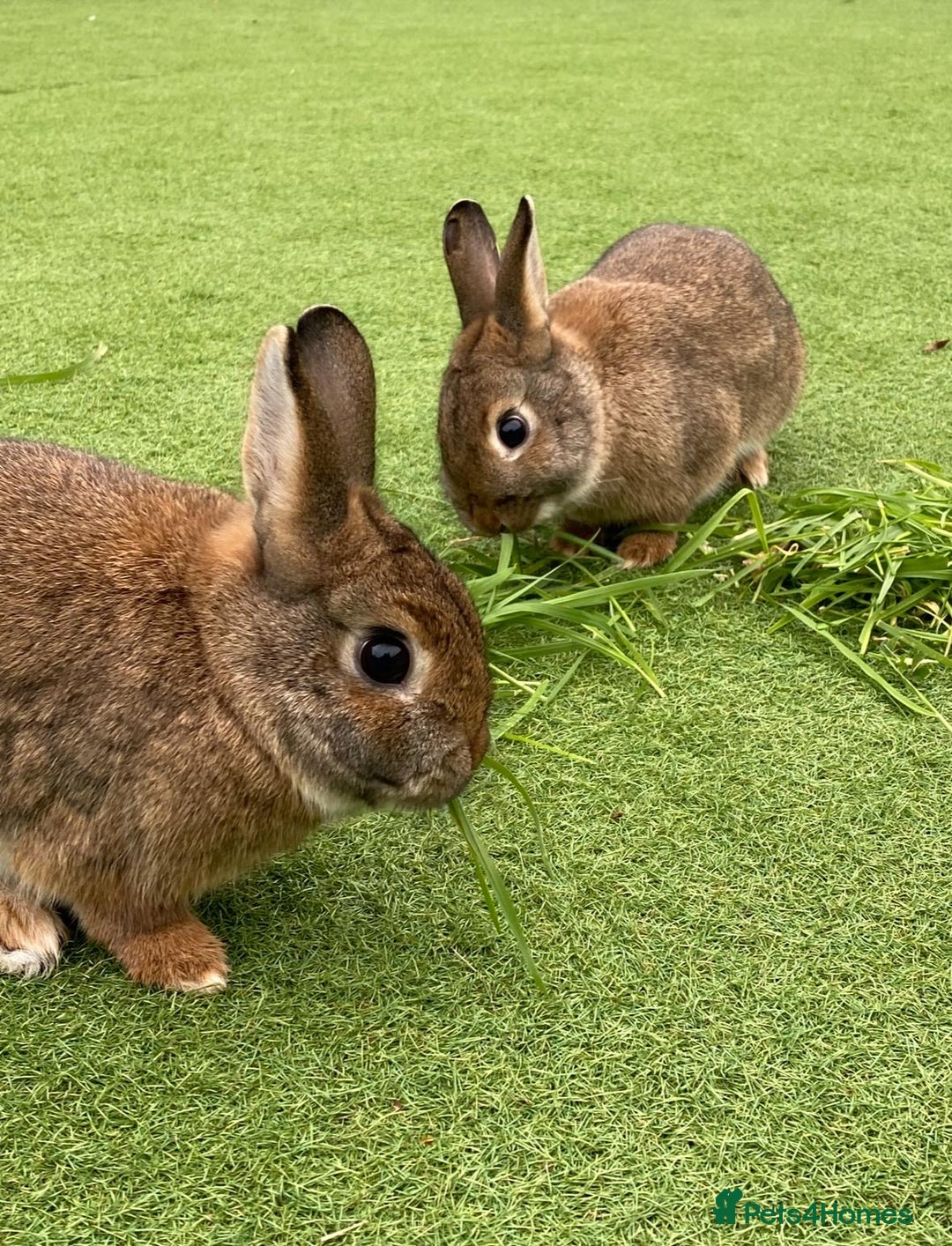 Mixed Breed rabbits for sale: 2 rabbits need a new loving home  - Advert 1