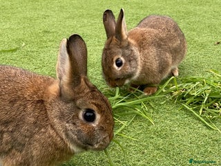 Mixed Breed rabbits 2 rabbits need a new loving home - Advert 3