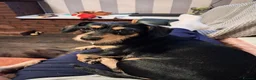 Mixed Breed dogs for sale: Miniture dachshund x shih tzu puppies  - Advert 4
