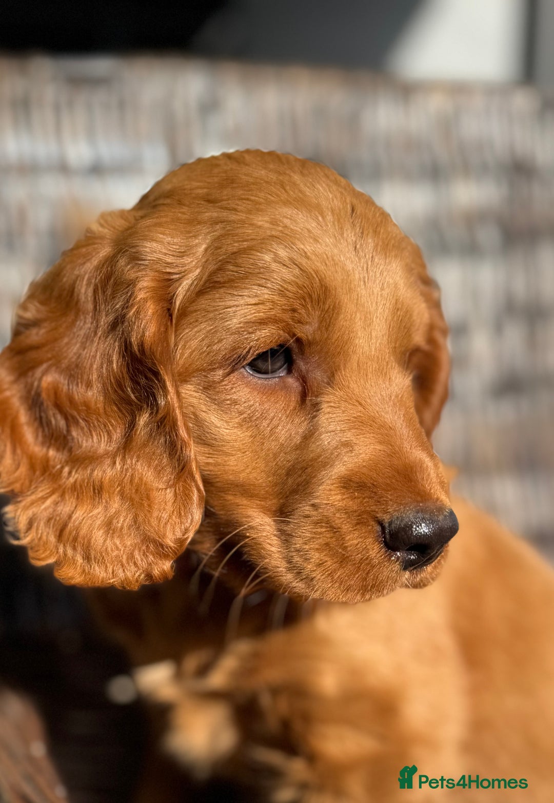 Cockapoo dogs for sale: Cockapoo Litter Due 25th January  - Advert 28