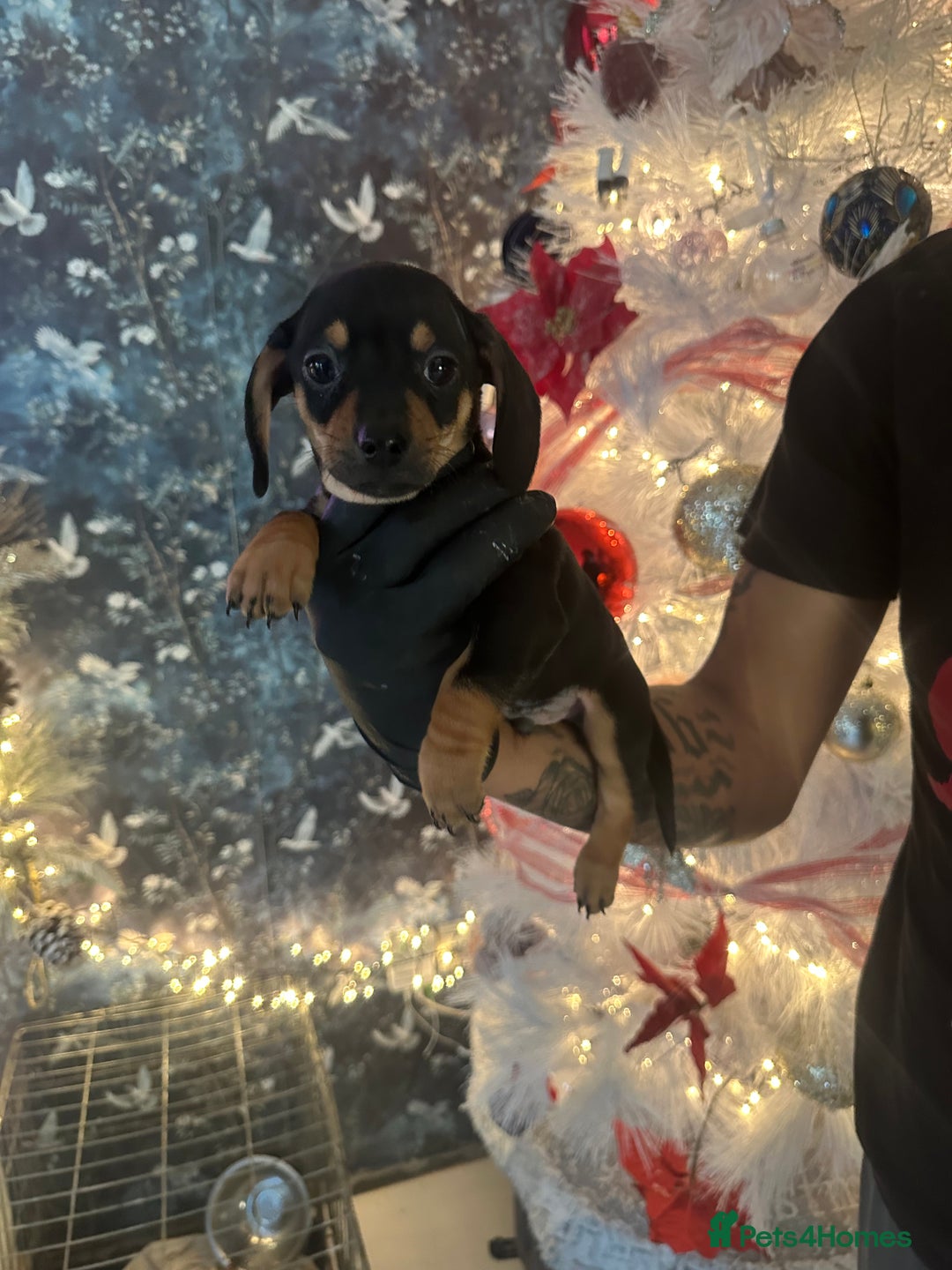 Mixed Breed dogs for sale: Chiwennie puppies  - Advert 5