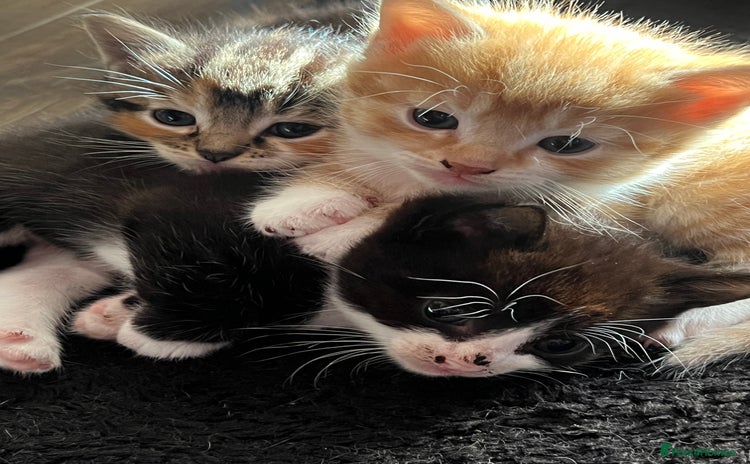 Mixed Breed cats - Advert 13