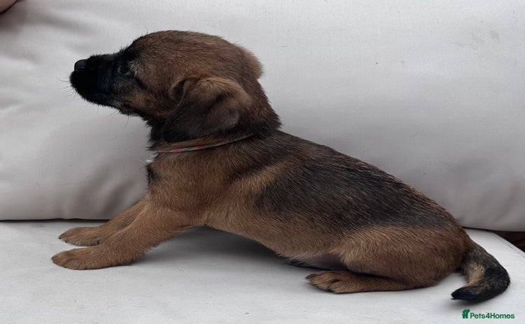 Border Terrier dogs - Advert 1