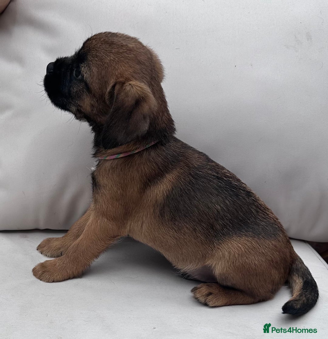 Border Terrier dogs for sale: Kc Border terrier pups.Slem clear ready now. - Image 1