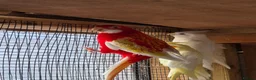 Parakeets birds for sale: Rosella parrot  - Advert 3