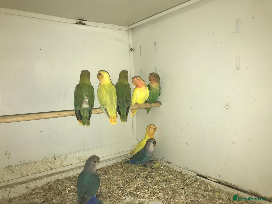 Lovebirds birds for sale: Peach face lovebirds  - Image 1