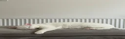 Turkish Angora cats for sale: Female cat in Glasgow - Advert 2