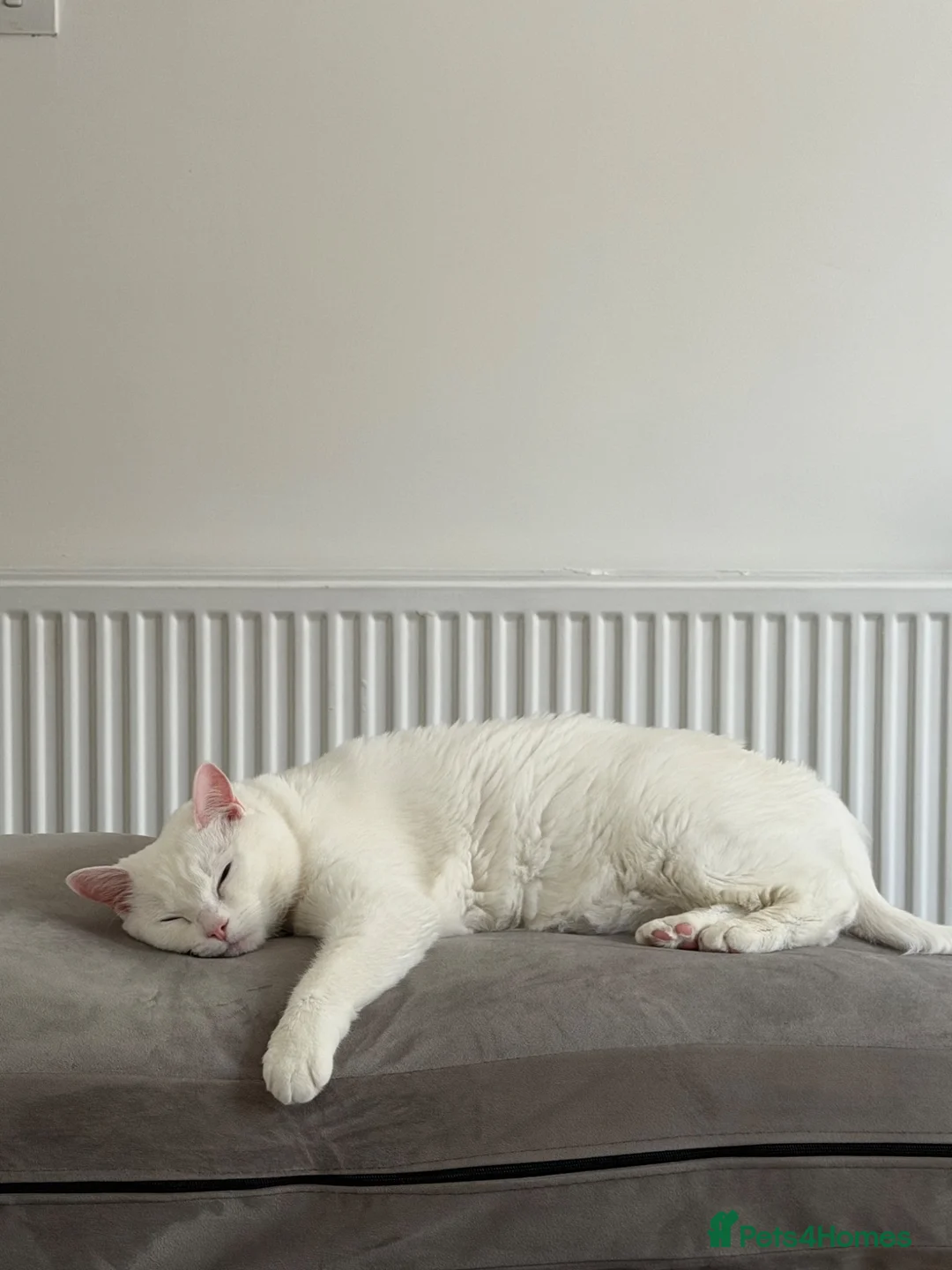 Turkish Angora cats for sale: Female cat in Glasgow - Advert 2