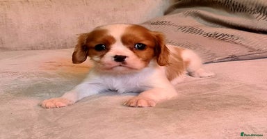 Cavalier King Charles Spaniel dogs - Advert 3