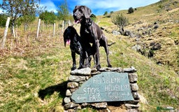 Weimaraner dogs for stud: Blue Weimaraner for Stud - Image 4
