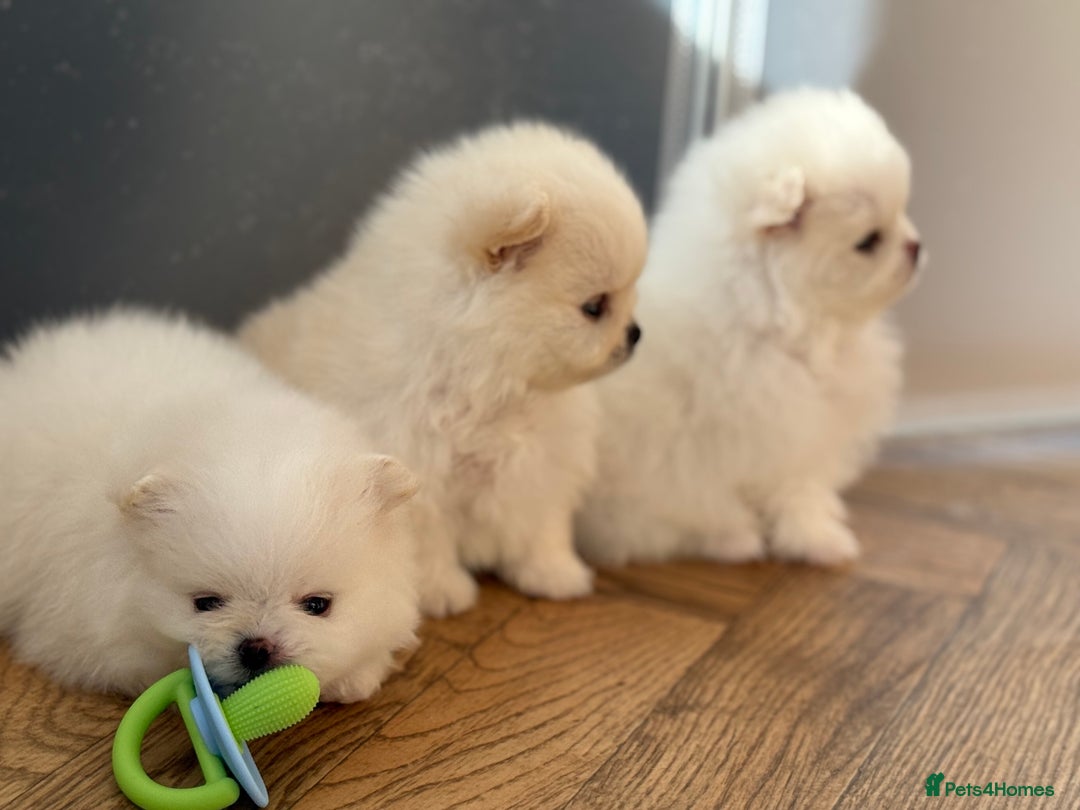 Pomeranian dogs for sale: KC Reg show quality Poms, 5 🌟 homes Only - Image 16