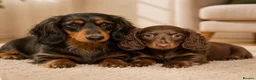 Dachshund dogs for sale: Gorgeous long haired miniature dachshund puppies  - Advert 5