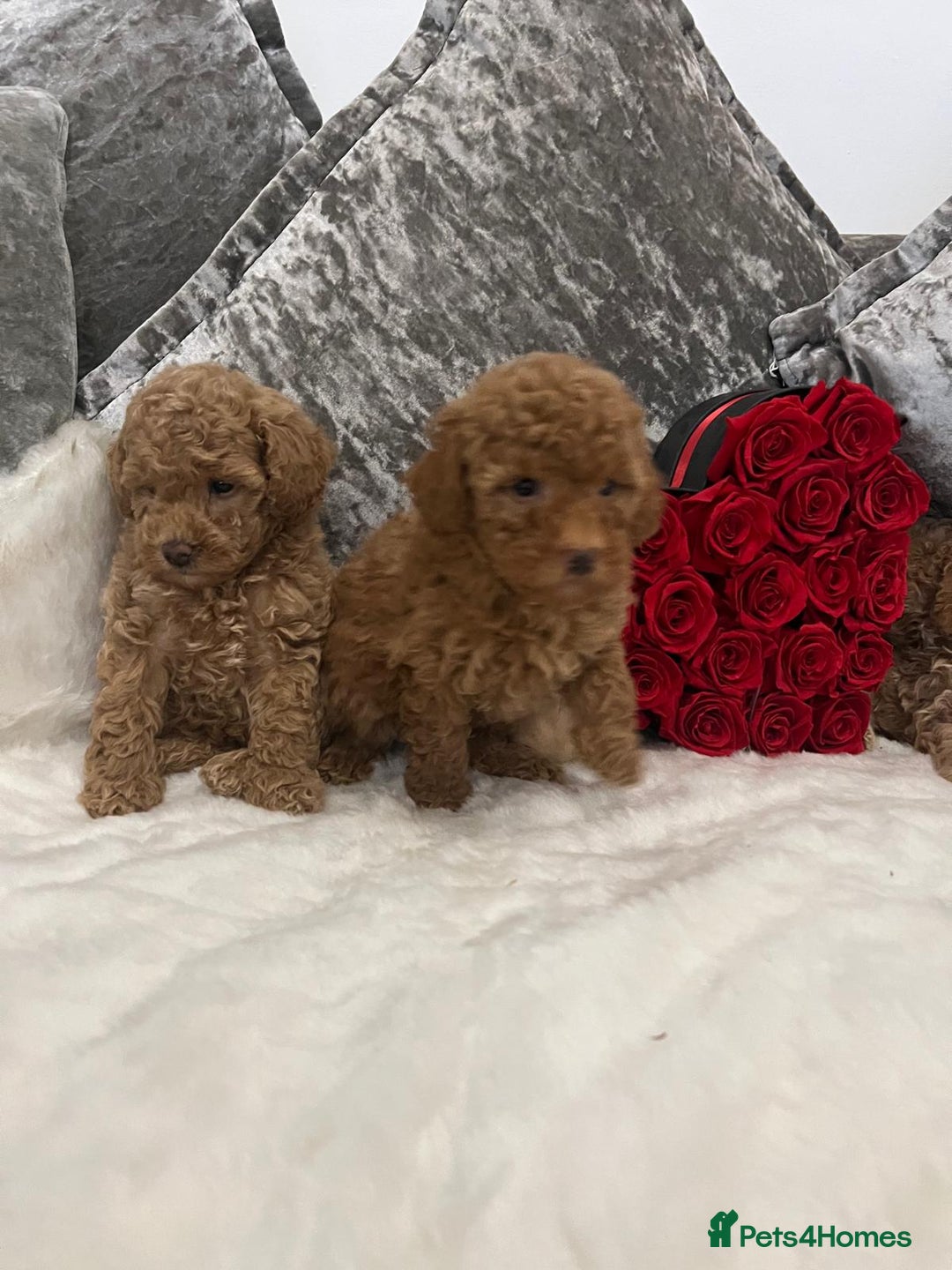Cavapoo dogs for sale: Mixed litter ofBeautiful cavapoo  - Advert 6