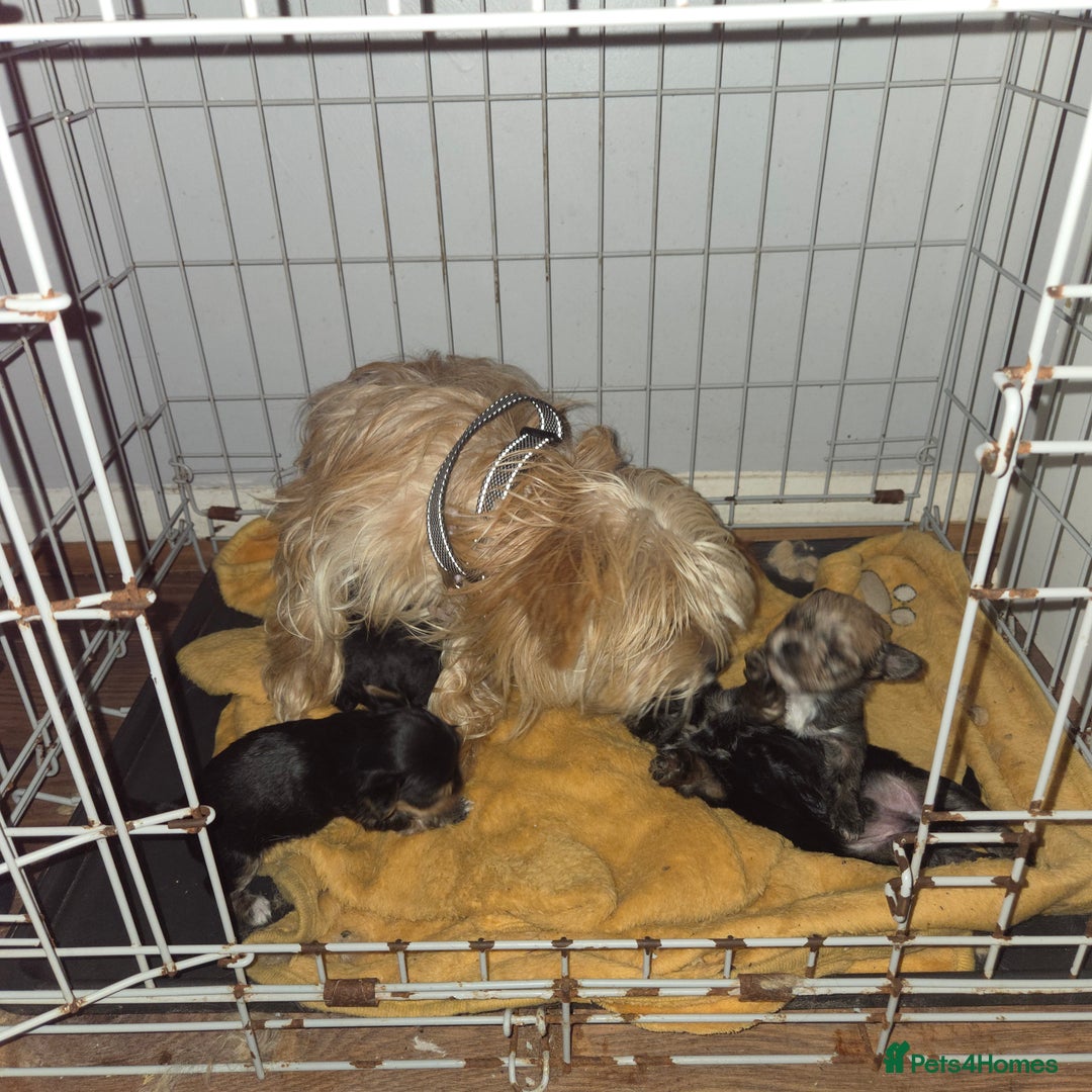 Mixed Breed dogs for sale: 4 tiny puppies - Image 1
