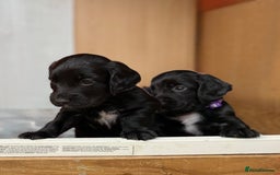 Cocker Spaniel dogs for sale: KC REG Cocker Spaniels - Image 15