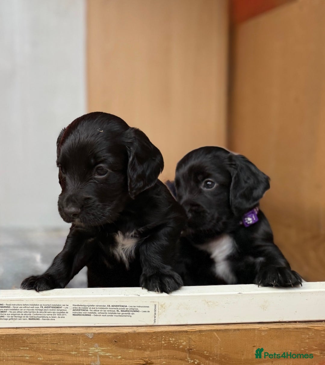 Cocker Spaniel dogs for sale: KC REG Cocker Spaniels - Image 15