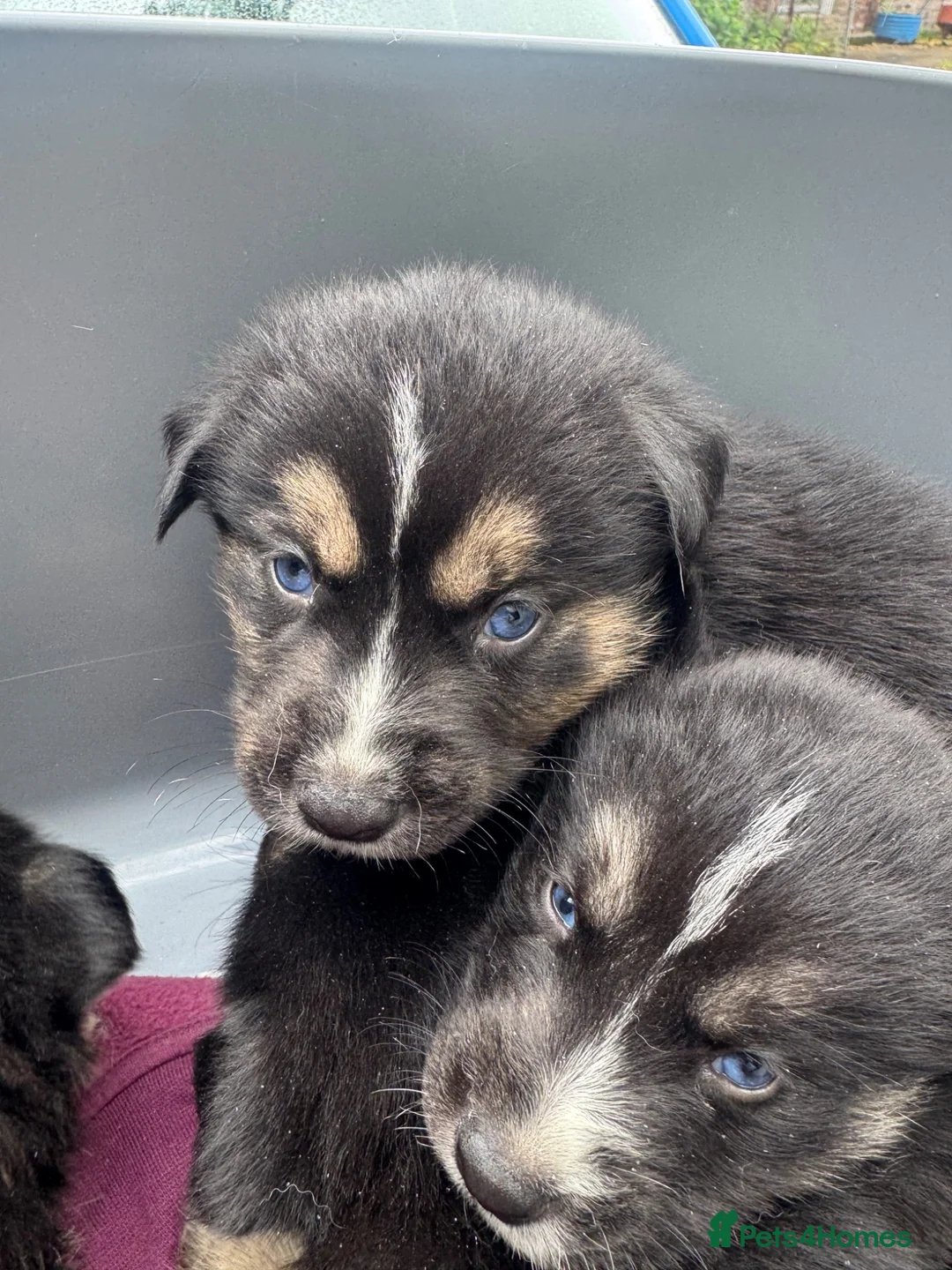 Mixed Breed dogs for sale: Stunning puppies  - Advert 2