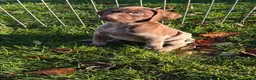 German Shorthaired Pointer dogs for sale: German Shorthaired Pointer puppies  - Advert 14