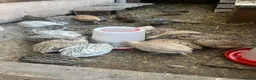 Quail poultry for sale: Jumbo Coturnix Quails - Advert 1