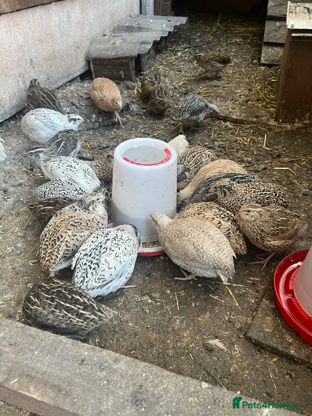 Quail poultry for sale: Jumbo Coturnix Quails - Advert 1