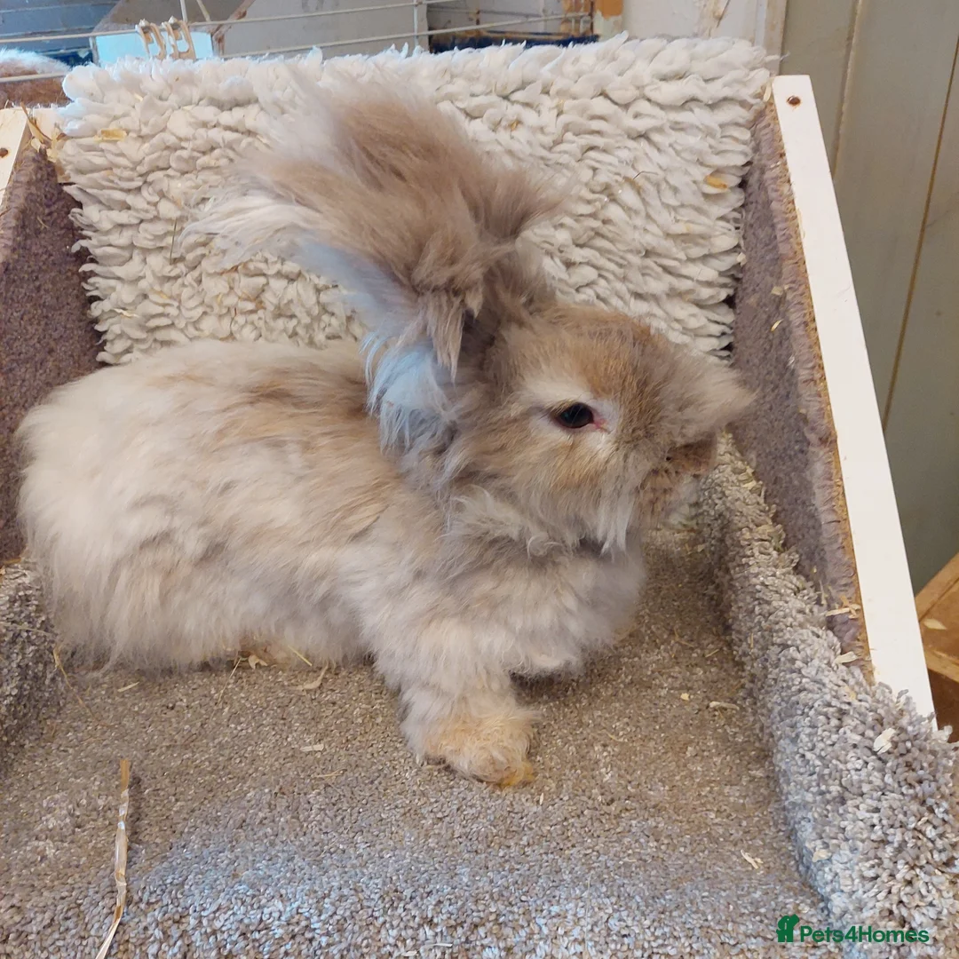 Angora rabbits for sale: 2 Angora Does looking for loving homes - Advert 6