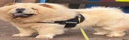 Chow Chow dogs for sale: Beautiful Kc registered chow chow puppies - Advert 22