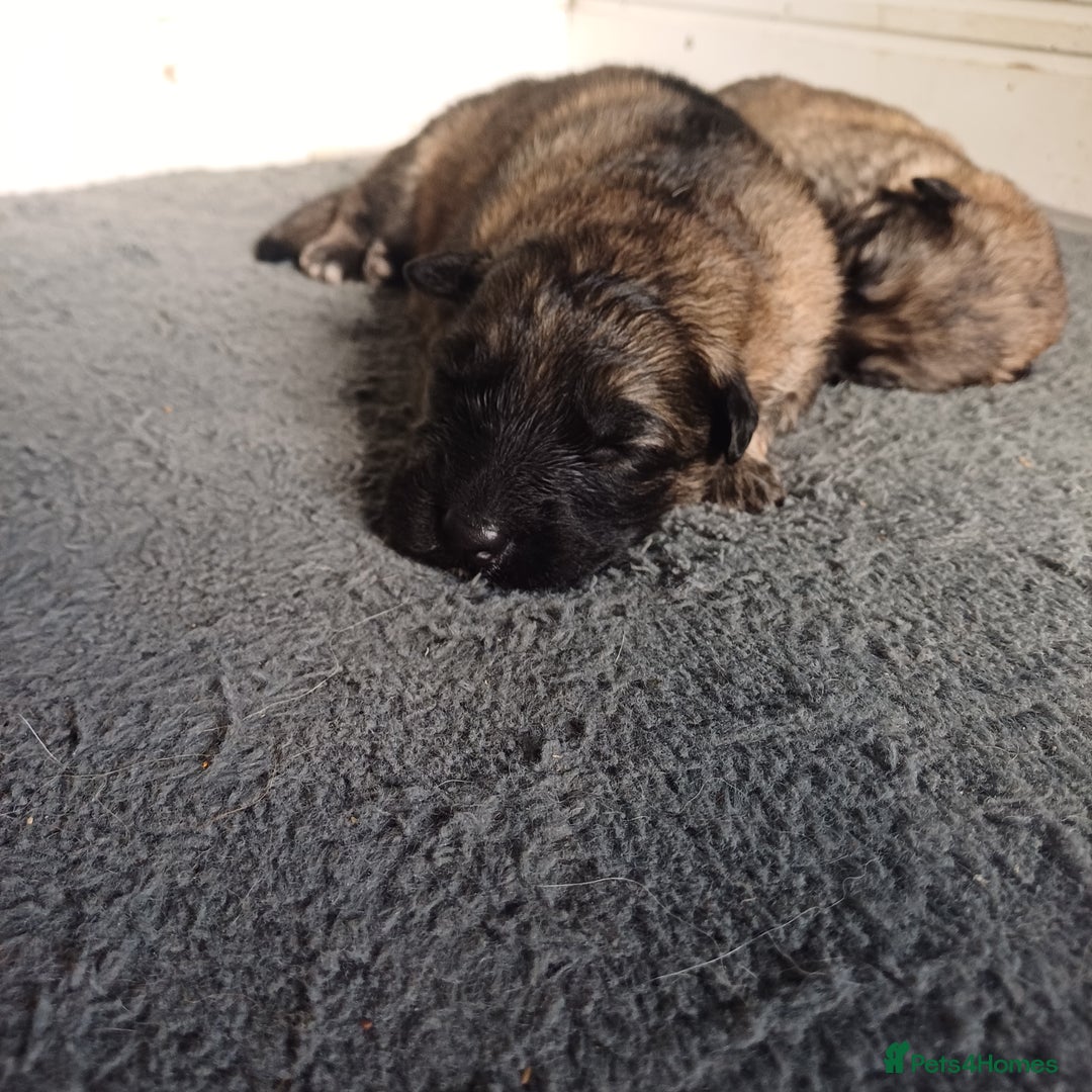 German Shepherd dogs for sale: German Shepherd pups - Image 9