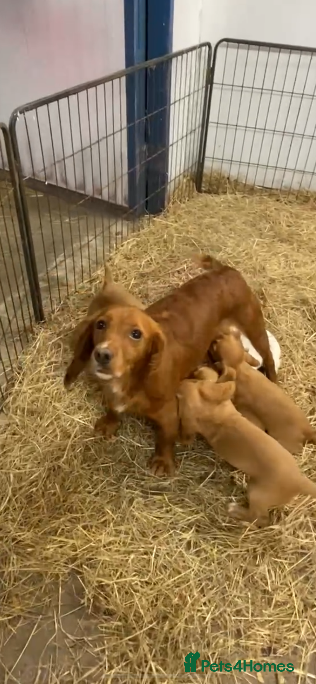 Cocker Spaniel dogs for sale: COCKER SPANIELS Fully Vaccinated Ready Now  - Advert 3