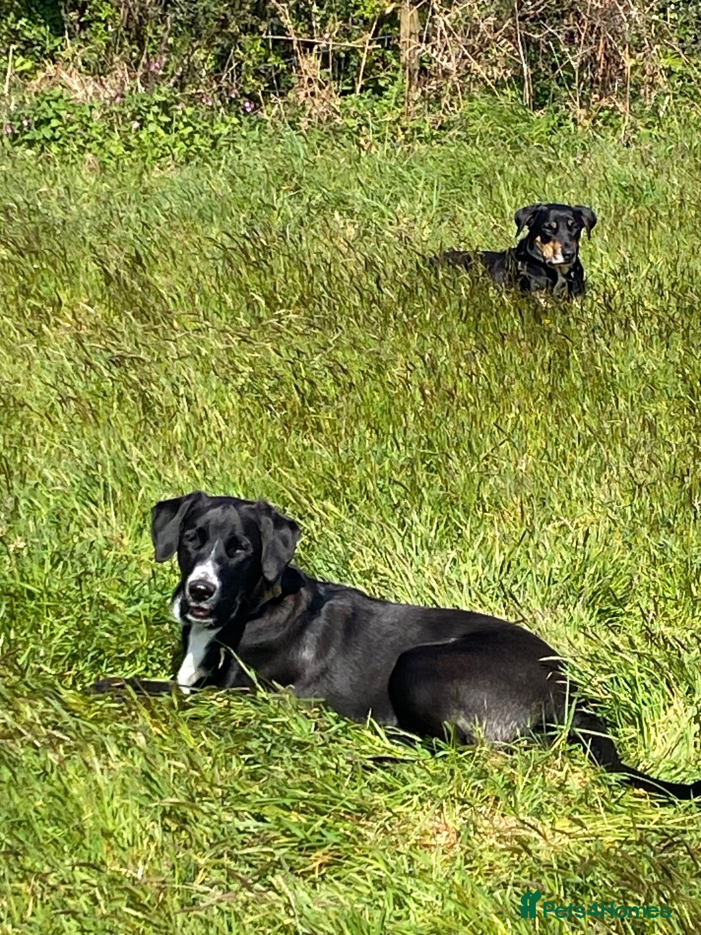 Mixed Breed dogs Huntaway/Labrador-Ridgeback Cross Puppies - Advert 1