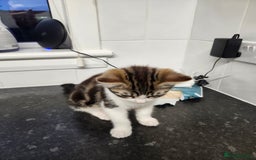 Domestic Shorthair cats for sale: White/tortoiseshell  - Image 4
