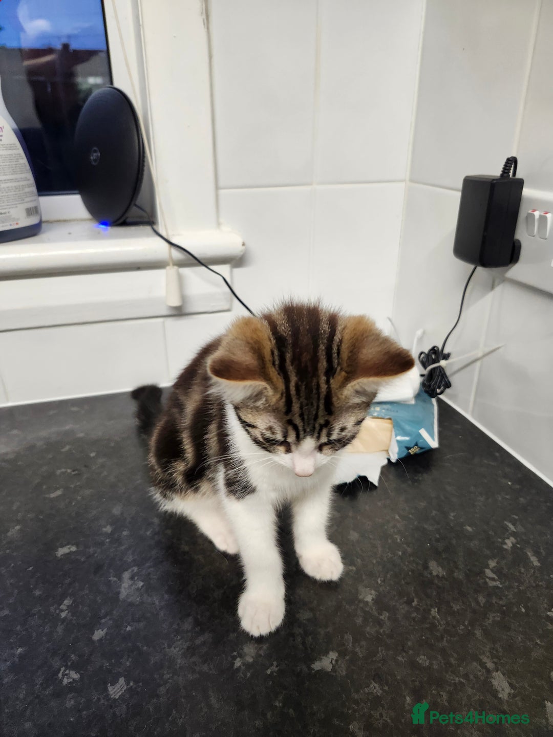 Domestic Shorthair cats for sale: White/tortoiseshell  - Image 4