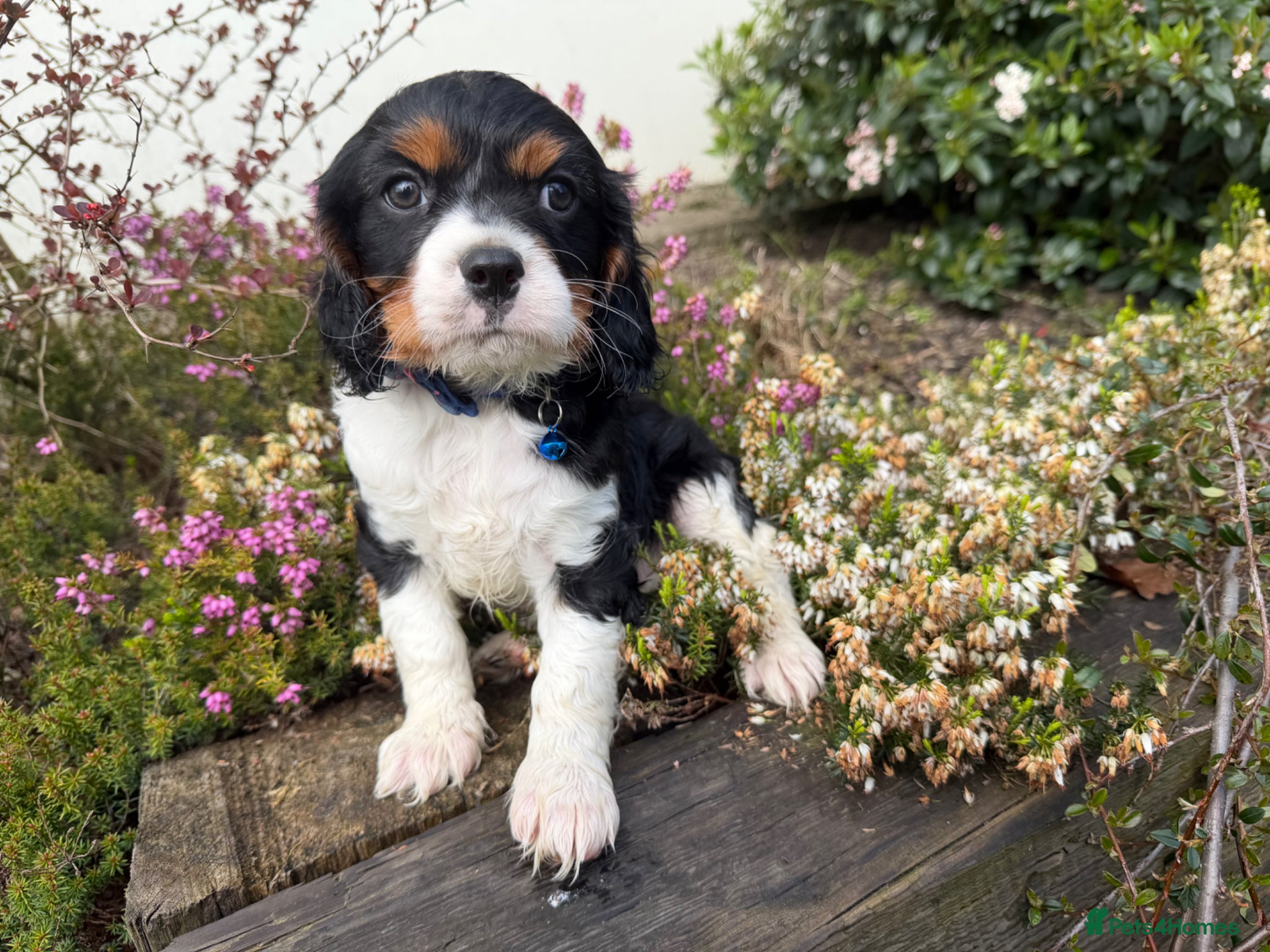 Cavalier King Charles Spaniel dogs Health Tested Cavalier King Charles Spaniels - Advert 4