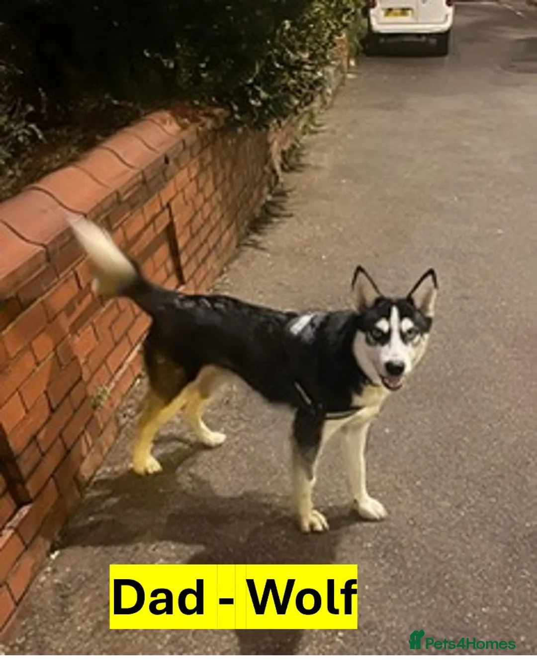Siberian Husky dogs for sale: 🐾 Siberian Husky Puppies–Two Litters Available 🐾 in Oldham - Advert 15
