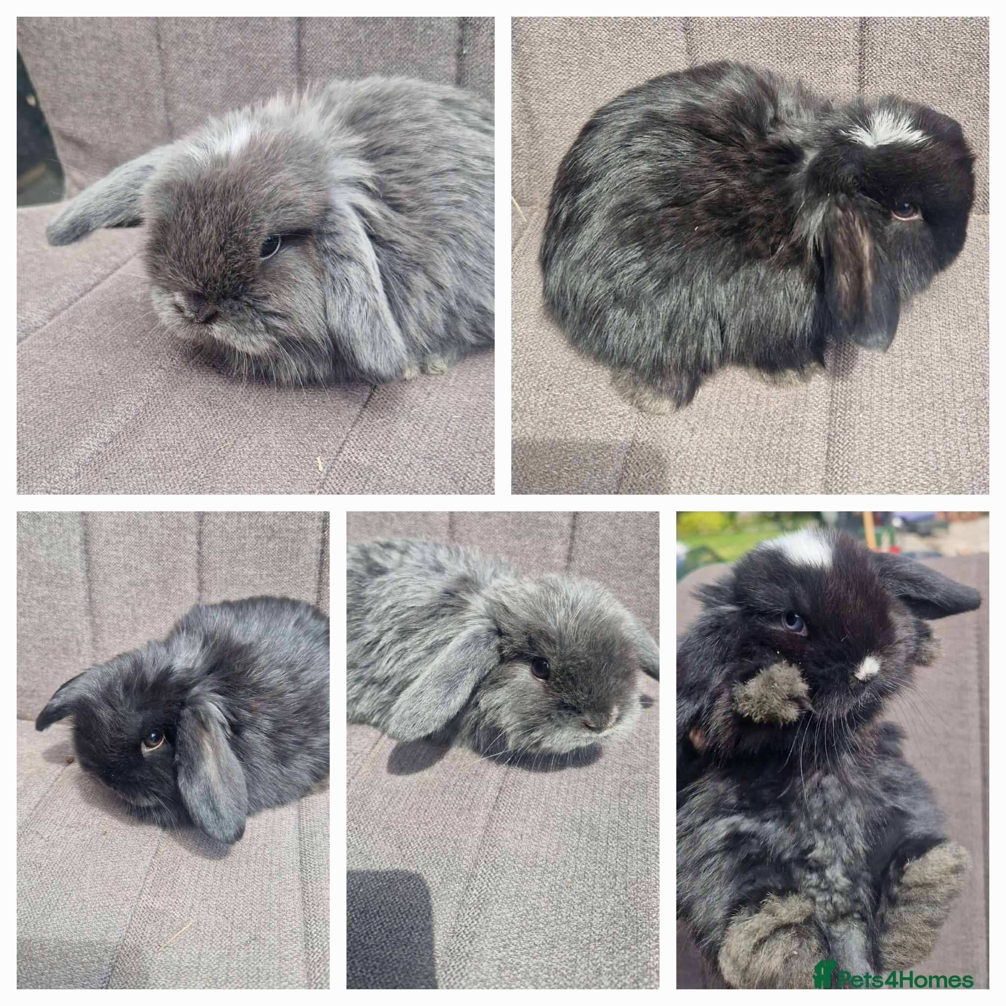 Mini Lop rabbits for sale: Mini Lop Bunnies - Advert 2